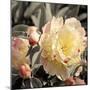 Blooming Flowers 5670-Rica Belna-Mounted Giclee Print