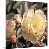 Blooming Flowers 5670-Rica Belna-Mounted Giclee Print