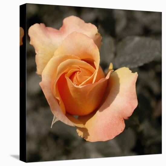 Blooming Flowers 5670-Rica Belna-Stretched Canvas