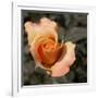 Blooming Flowers 5670-Rica Belna-Framed Giclee Print