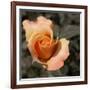 Blooming Flowers 5670-Rica Belna-Framed Giclee Print