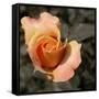 Blooming Flowers 5670-Rica Belna-Framed Stretched Canvas