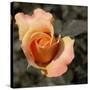 Blooming Flowers 5670-Rica Belna-Stretched Canvas