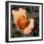 Blooming Flowers 5670-Rica Belna-Framed Giclee Print