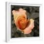 Blooming Flowers 5670-Rica Belna-Framed Giclee Print