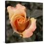 Blooming Flowers 5670-Rica Belna-Stretched Canvas