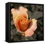 Blooming Flowers 5670-Rica Belna-Framed Stretched Canvas