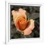 Blooming Flowers 5670-Rica Belna-Framed Premium Giclee Print