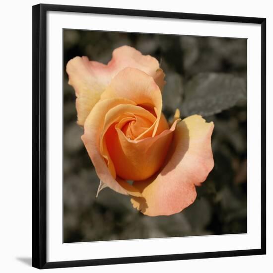 Blooming Flowers 5670-Rica Belna-Framed Premium Giclee Print