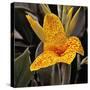 Blooming Flowers 5673-Rica Belna-Stretched Canvas