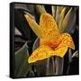 Blooming Flowers 5673-Rica Belna-Framed Stretched Canvas