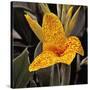 Blooming Flowers 5673-Rica Belna-Stretched Canvas