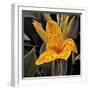 Blooming Flowers 5673-Rica Belna-Framed Giclee Print