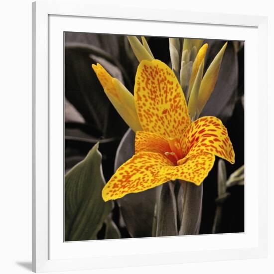 Blooming Flowers 5673-Rica Belna-Framed Giclee Print