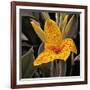 Blooming Flowers 5673-Rica Belna-Framed Giclee Print