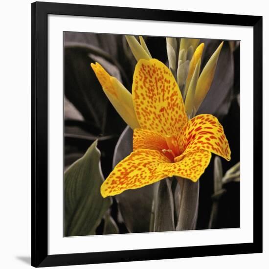 Blooming Flowers 5673-Rica Belna-Framed Giclee Print