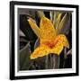 Blooming Flowers 5673-Rica Belna-Framed Giclee Print