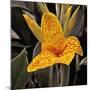 Blooming Flowers 5673-Rica Belna-Mounted Giclee Print
