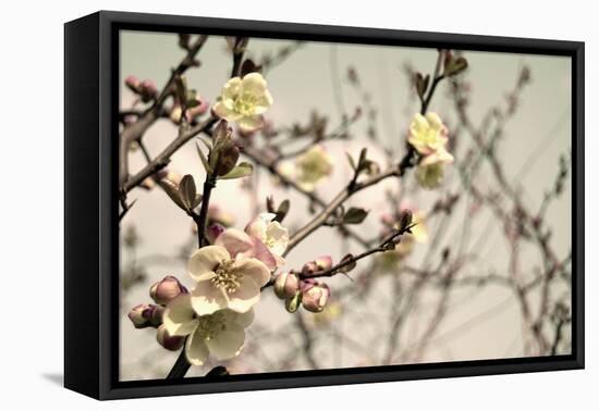 Blooming Flowers 5742-Rica Belna-Framed Stretched Canvas