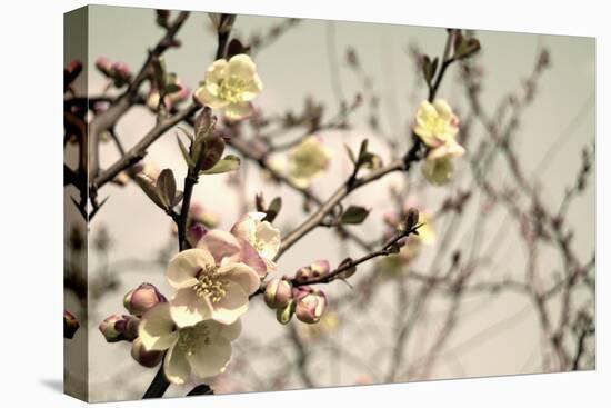 Blooming Flowers 5742-Rica Belna-Stretched Canvas