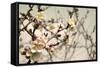 Blooming Flowers 5742-Rica Belna-Framed Stretched Canvas