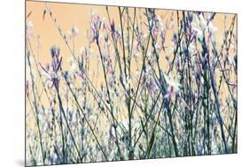 Blooming Flowers 5761-Rica Belna-Mounted Photographic Print