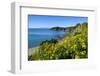 Blooming Flowers over Oneroa Beach-Michael-Framed Photographic Print