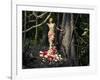 Blooming Gorgeous Lady In A Dress Of Flowers In The Rainforest-George Mayer-Framed Art Print