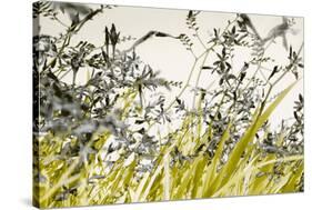 Blooming Grass 4477-Rica Belna-Stretched Canvas