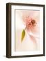 Blooming I-Christine Zalewski-Framed Art Print