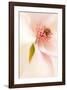 Blooming I-Christine Zalewski-Framed Art Print