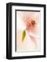 Blooming I-Christine Zalewski-Framed Art Print