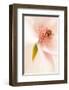 Blooming I-Christine Zalewski-Framed Art Print