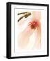 Blooming II-Christine Zalewski-Framed Art Print