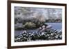 Blooming Isle-Diane Romanello-Framed Art Print