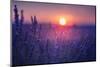 Blooming Lavender Flowers at Sunset in Provence, France.-Olga_Gavrilova-Mounted Photographic Print