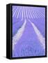 Blooming lavender in lines-Herbert Kehrer-Framed Stretched Canvas