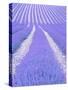 Blooming lavender in lines-Herbert Kehrer-Stretched Canvas