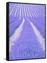 Blooming lavender in lines-Herbert Kehrer-Framed Stretched Canvas