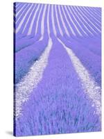 Blooming lavender in lines-Herbert Kehrer-Stretched Canvas