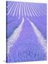 Blooming lavender in lines-Herbert Kehrer-Stretched Canvas