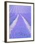 Blooming lavender in lines-Herbert Kehrer-Framed Premium Photographic Print