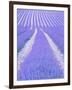 Blooming lavender in lines-Herbert Kehrer-Framed Photographic Print