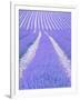 Blooming lavender in lines-Herbert Kehrer-Framed Photographic Print