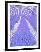 Blooming lavender in lines-Herbert Kehrer-Framed Photographic Print