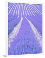 Blooming lavender in lines-Herbert Kehrer-Framed Photographic Print