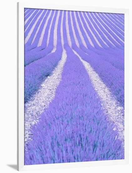 Blooming lavender in lines-Herbert Kehrer-Framed Photographic Print