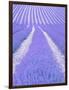 Blooming lavender in lines-Herbert Kehrer-Framed Photographic Print