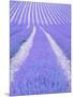 Blooming lavender in lines-Herbert Kehrer-Mounted Photographic Print