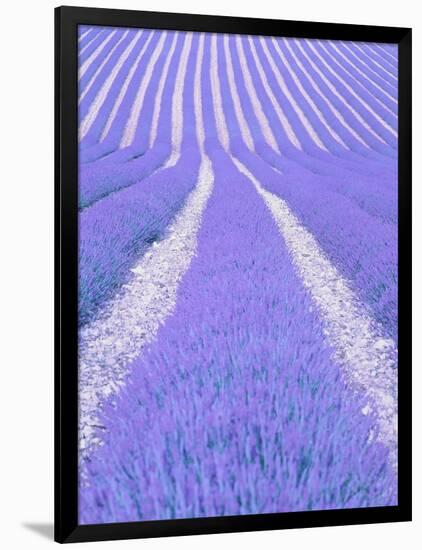 Blooming lavender in lines-Herbert Kehrer-Framed Photographic Print